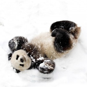 Create meme: Panda in the snow bathed, Wallpapers on desktop Panda in the snow, Panda in the snow