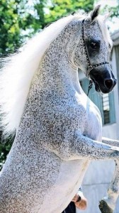 Create meme: trout suit horses, grey buckwheat suit horses, Seria buckwheat horse