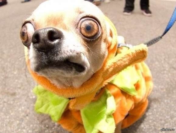 Create meme: dog with bulging eyes, funny Chihuahua, A chihuahua with bulging eyes