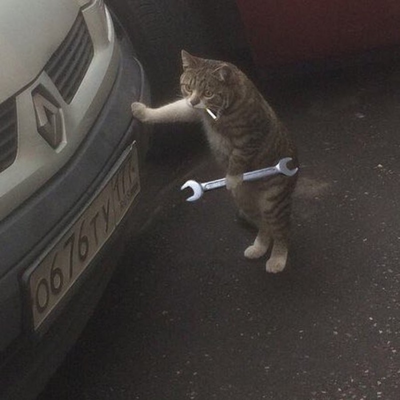 Создать мем: кот с гаечным ключом и сигаретой, кот, котик с гаечным ключом
