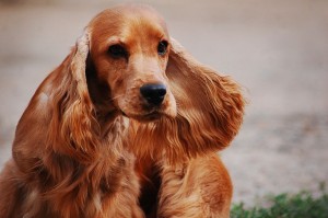 Create meme: Spaniel dog, breed Cocker Spaniel, Cocker Spaniel