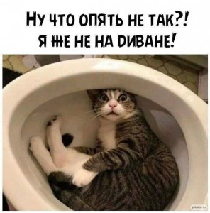 Create meme: the cat on the toilet, cat funny, cat humor