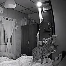 Create meme: in the bedroom, the cat at night, hidden camera