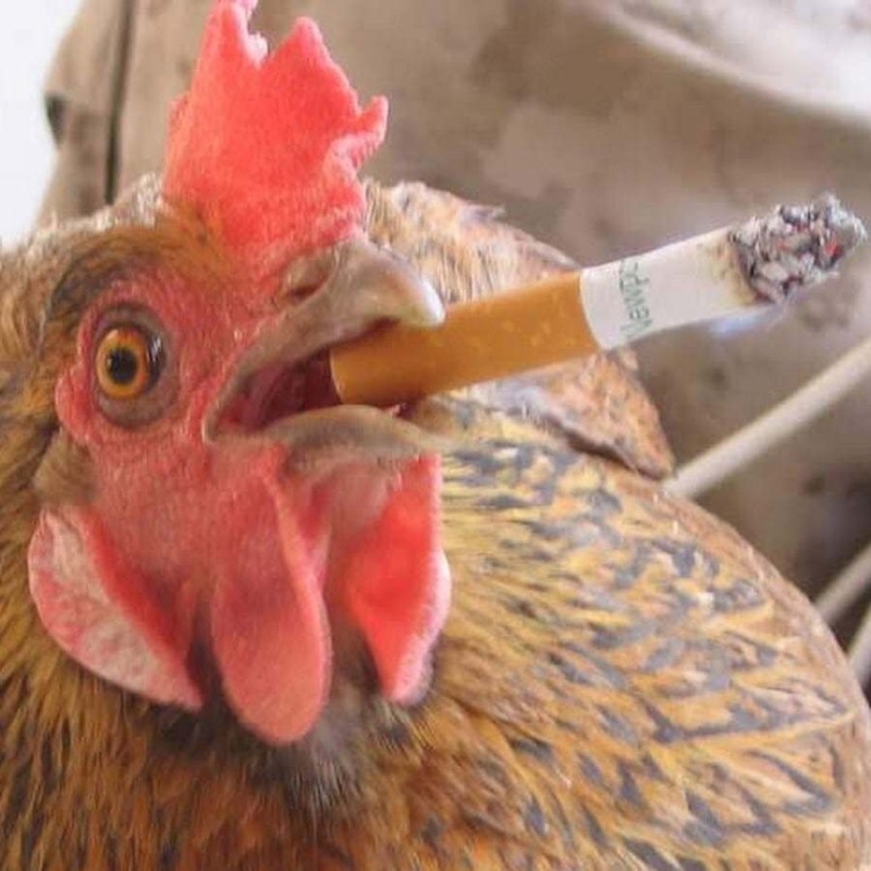 Create meme: chicken , Smoking chicken, funny chicken