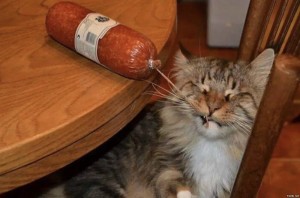 Создать мем: кот спер колбасу, кот ворует колбасу, кот смешной