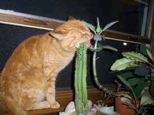 Create meme: cat home, animals cats, cat eats cactus