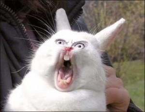 Create meme: rabbit, flashy rabbit meme, evil Bunny meme