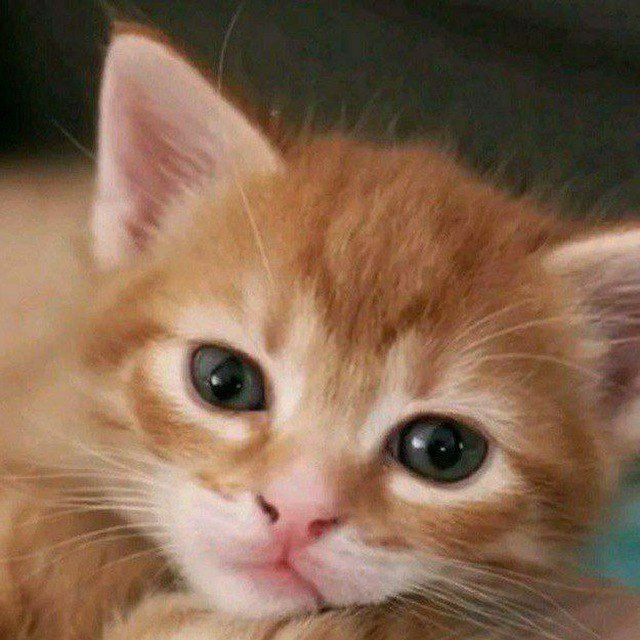 Создать мем: cute cat, котята милые, милые рыжие котики