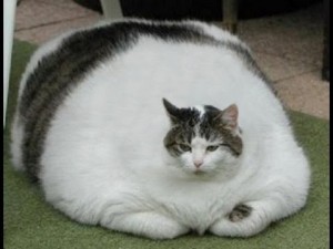 Create meme: fat cats