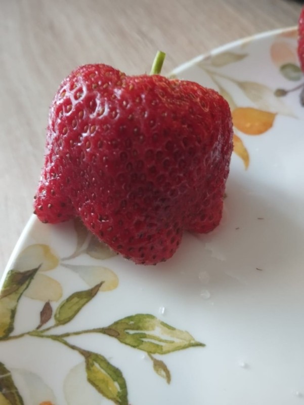 Create meme: strawberry , ripe strawberries, strawberry variety