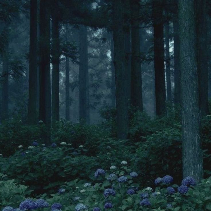 Create meme: night forest , background dark forest, night forest 