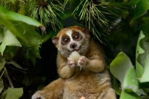 Create meme: animals on the planet, lovely creation, lemur Lori