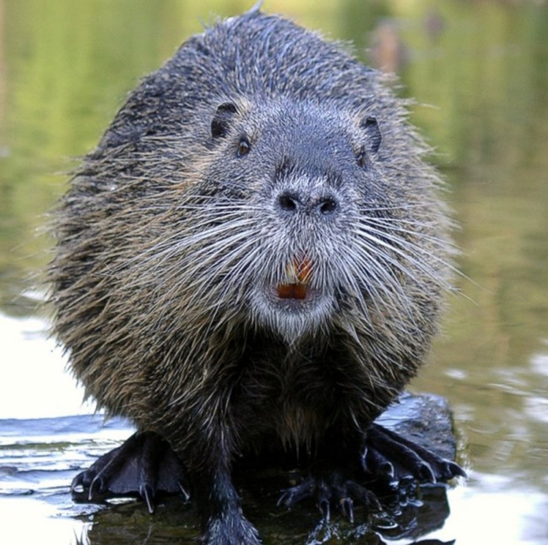 Create meme: beaver, beaver animal, Bobr common