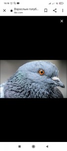 Create meme: head pigeon, urban dove, the dove is in profile