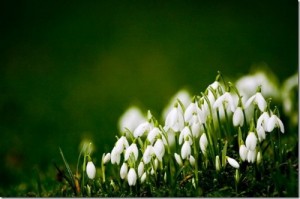 Create meme: March 8, snowdrop, spring