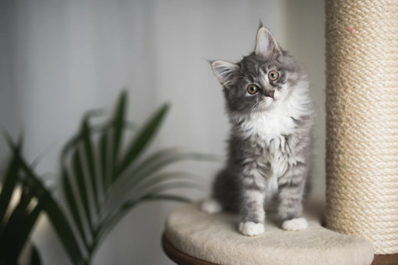 Create meme: The Maine Coon kitten, maine coon, maine coon grey