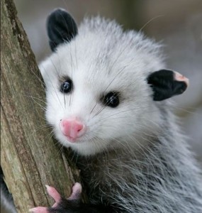 Create meme: apostolove, possum home, cute possum