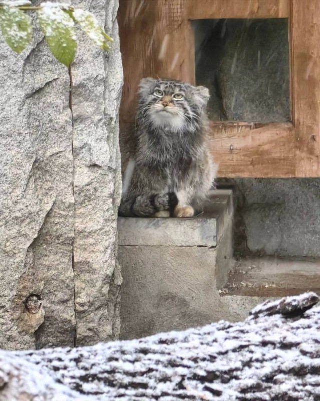 Create meme: manul Moscow Zoo, manul , cat manul 