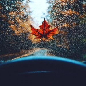 Create meme: what is the rain, leaf, autumn leaves tumblr