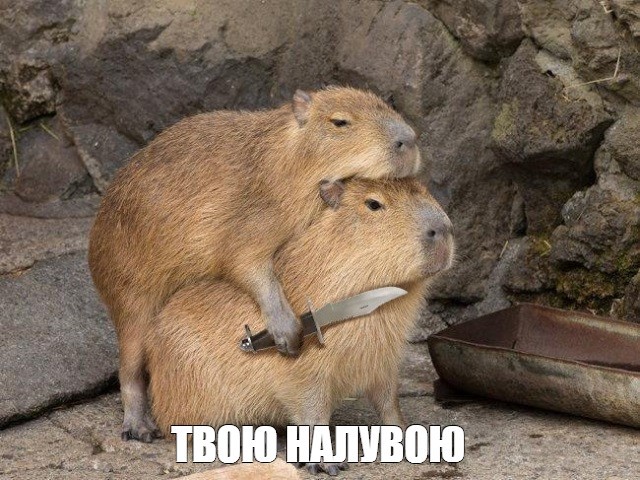 Create meme: nutria and capybara, a pet capybara, capybara memes