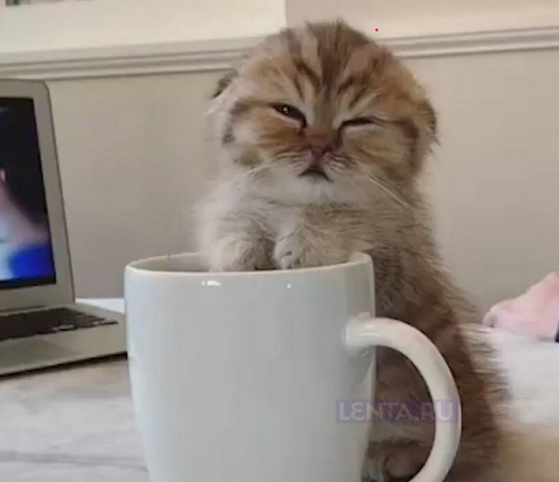 Create meme: sleepy cat with coffee, morning cat, cat coffee