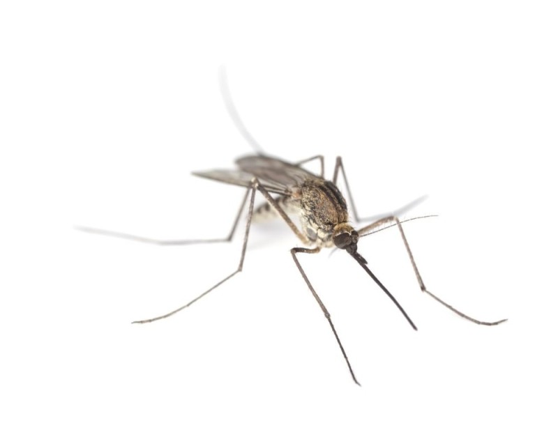 Создать мем: насекомое, москит и комар, mosquito