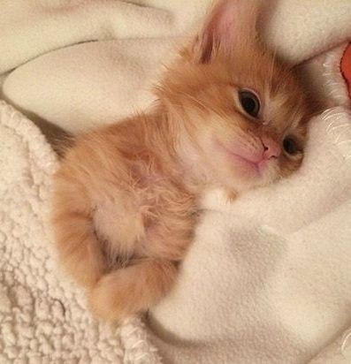 Create meme: ginger kitten , adorable kittens, the kitten is red and very small