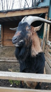 Create meme: animals, goat, Czech goat