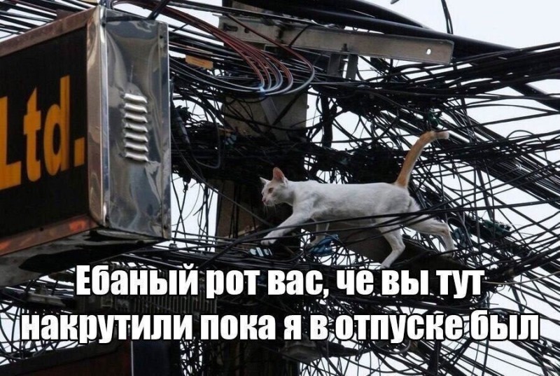 Create meme: cat and wires, jokes about electricity, cat 