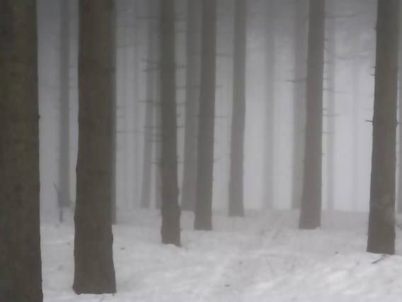 Create meme: winter in the forest, forest in winter, dark winter forest