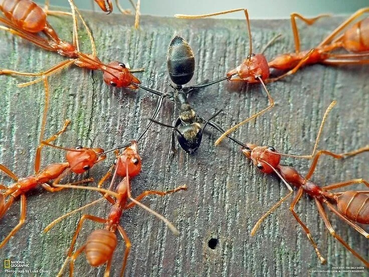 Create meme: red slave-owning ants, myrmecia brevinoda, ant 