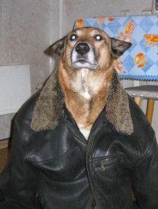 Создать мем: funny dog, в куртке, пес