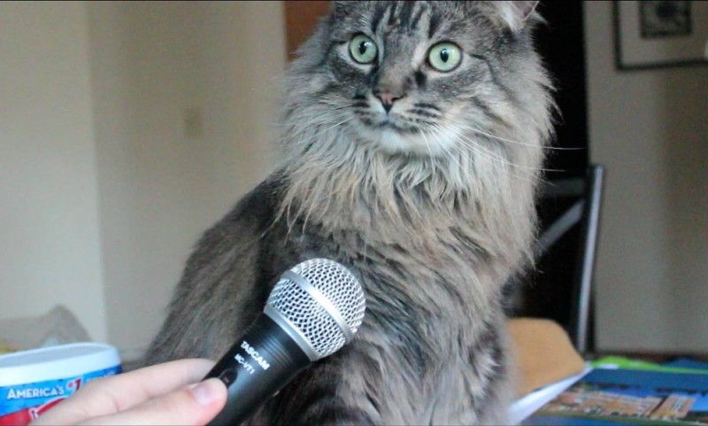 Create meme: cat meme , cat , meme cat with microphone