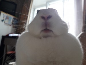 Create meme: funny bunnies, funny rabbit, cute bunnies