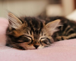 Create meme: cats, cute cats, sleeping cat