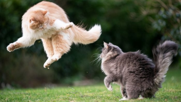 Создать мем: прыжок кошки, летящий кот, кот