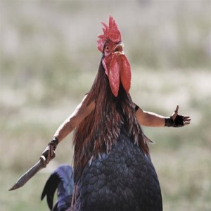 Create meme: cock against cock, rooster, fighting cock meme