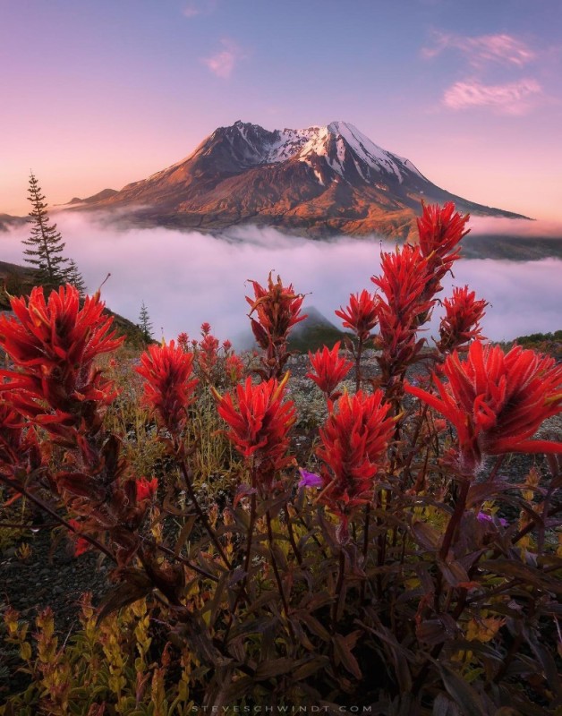 Create meme: sea mountains flowers, volcanic flower, nature mountains flowers