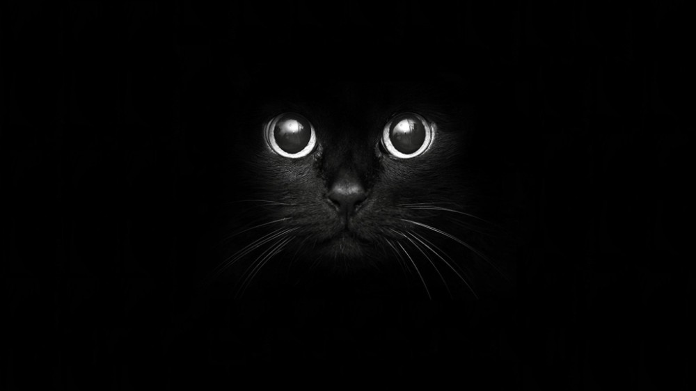 Create meme: black cat on a black background, a black cat on a black background, Black cat