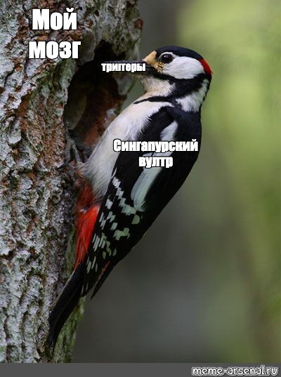 Создать мем: null