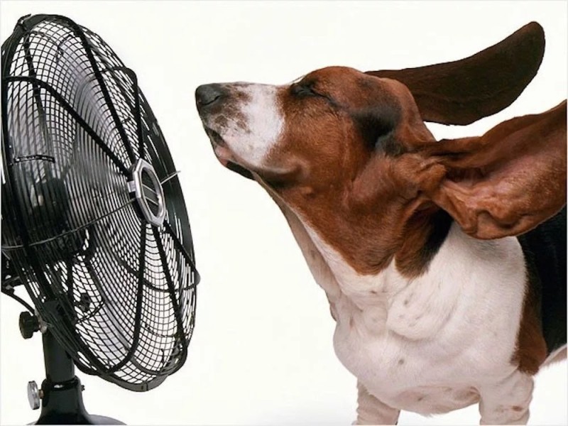 Create meme: fan for dogs, cool fans, funny fan