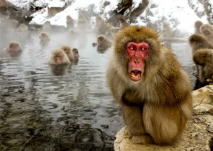 Create meme: Japanese macaque, Japanese monkeys in hot springs, Japanese macaque animals