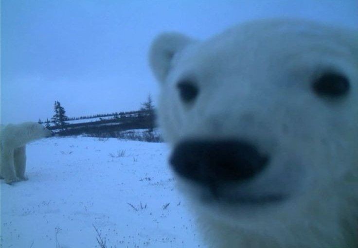 Создать мем: белый медведь хозяин арктики, полярный медведь, белый медведь морда