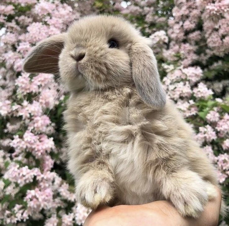 Создать мем: кролик, милые кролики, милый кролик