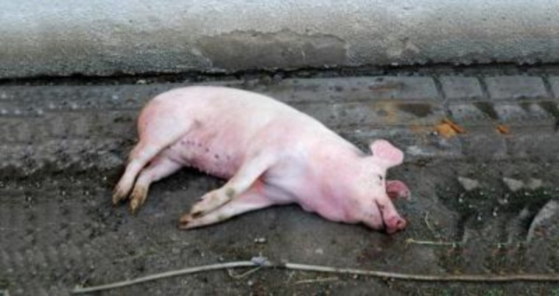 Create meme: swine fever, a dead pig, Achs pigs