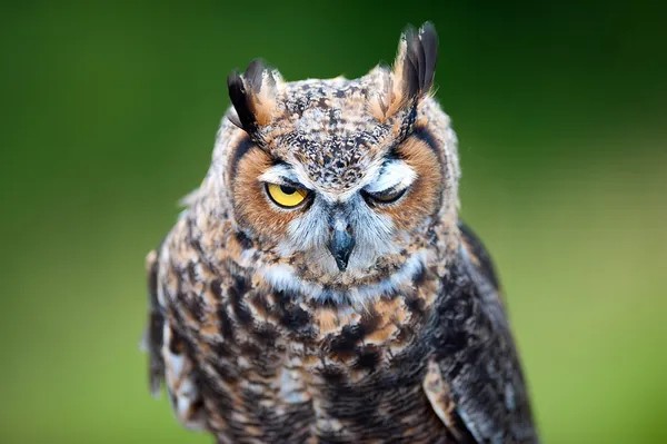 Create meme: long-eared owl, face owls, owl 