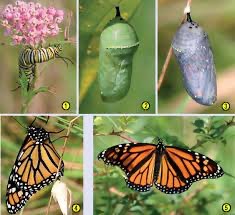 Create meme: stages of butterfly development, monarch butterfly, The transformation of a butterfly from a caterpillar