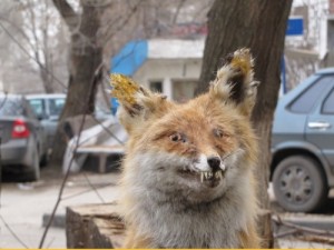 Create meme: Taxidermist, a stuffed Fox, stoned