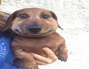 Create meme: dog got stung by a bee, dog Dachshund, Dachshund meme