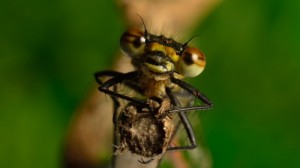 Create meme: david attenborough, David Attenborough, Echidna fly